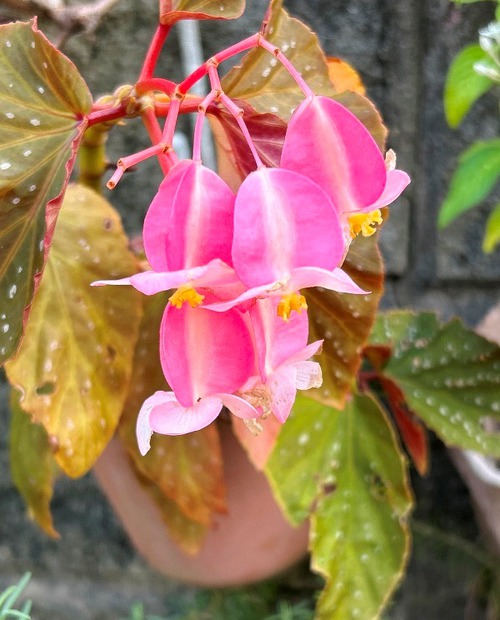 庭と近所の花たち（師走・年末の花たち）