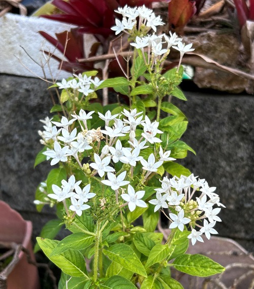 庭と近所の花たち（師走・年末の花たち）