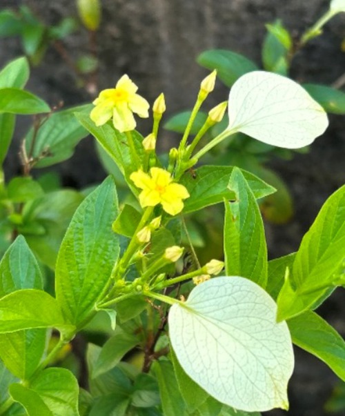 庭と近所の花たち（師走・年末の花たち）