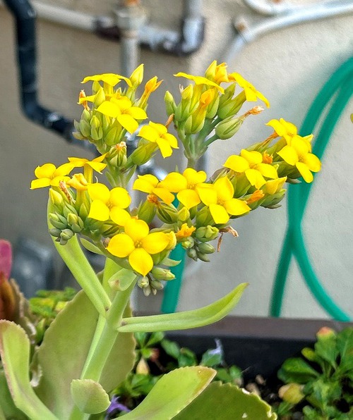庭と近所の花たち（師走・年末の花たち）