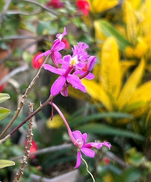 庭と近所の花たち（師走・年末の花たち）