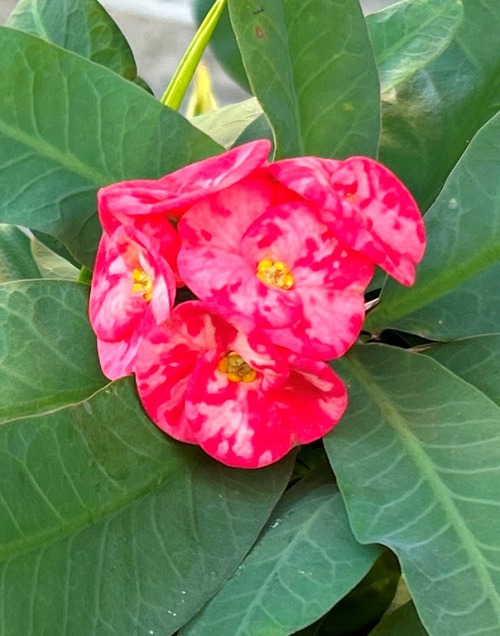 庭と近所の花たち（師走・年末の花たち）