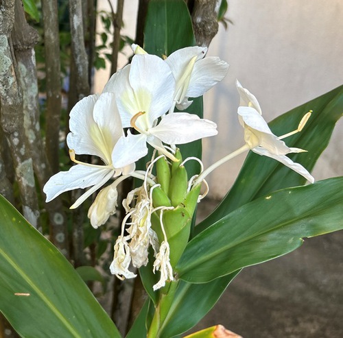 庭と近所の花たち（師走・年末の花たち）