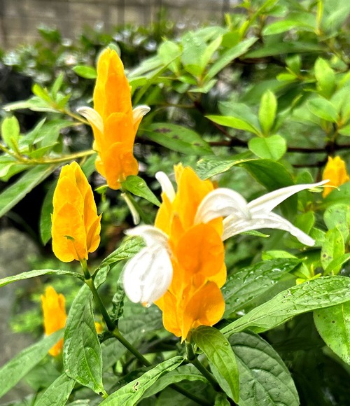 ６月の庭と近所の花たち（アガパンサスなど）