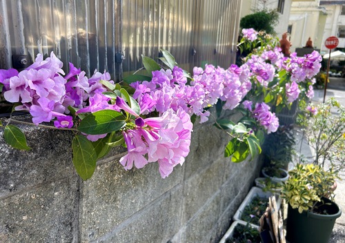 庭と近所の花たち（師走・年末の花たち）