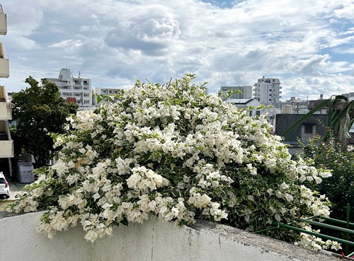 庭と近所の花たち（師走・年末の花たち）