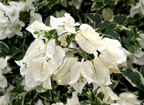 庭と近所の花たち（師走・年末の花たち）