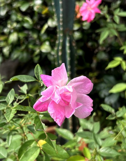 庭と近所の花たち（師走・年末の花たち）