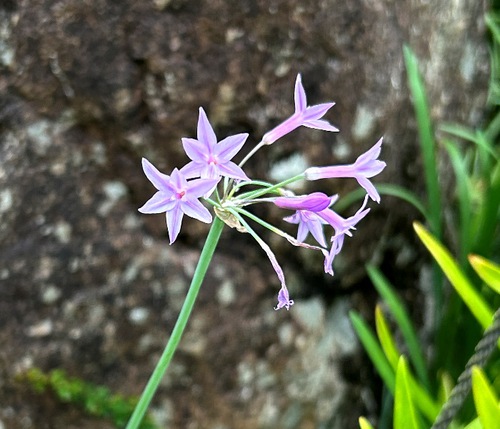 ６月の庭と近所の花たち（アガパンサスなど）