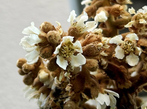 庭と近所の花たち（師走・年末の花たち）