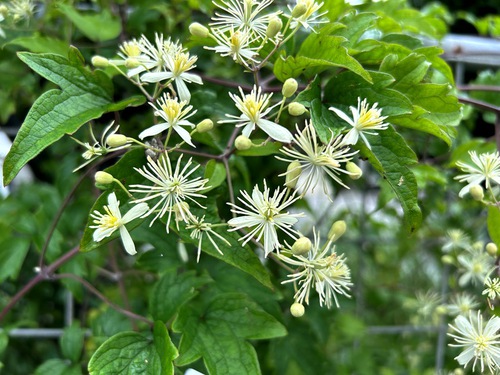 ６月の庭と近所の花たち（アガパンサスなど）