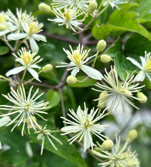 ６月の庭と近所の花たち（アガパンサスなど）