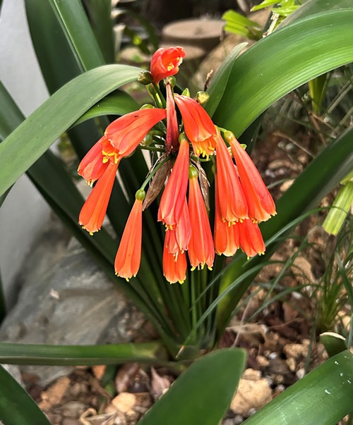 庭と近所の花たち（師走・年末の花たち）