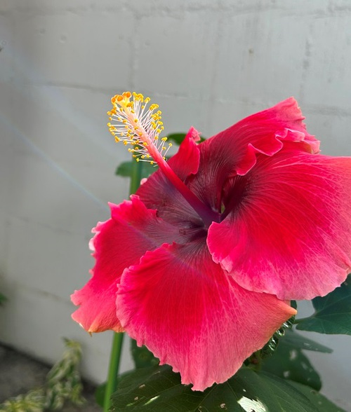 庭と近所の花たち（師走・年末の花たち）