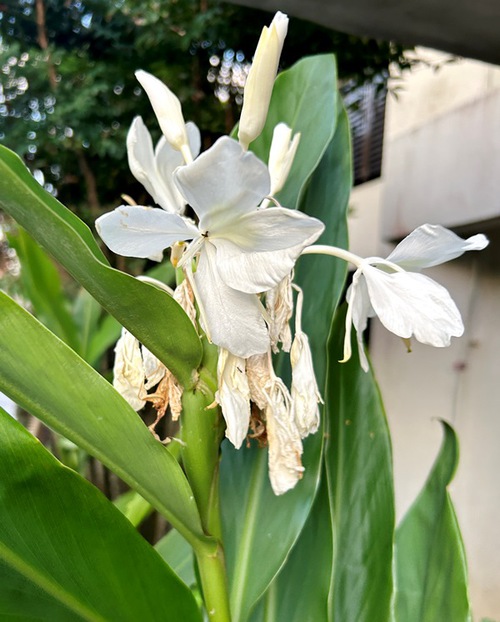 ６月の庭と近所の花たち（アガパンサスなど）