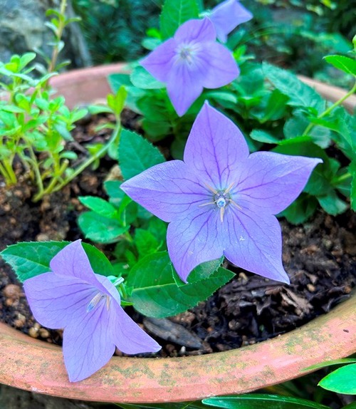 ７月の庭と近所の花たち（キキョウなど）