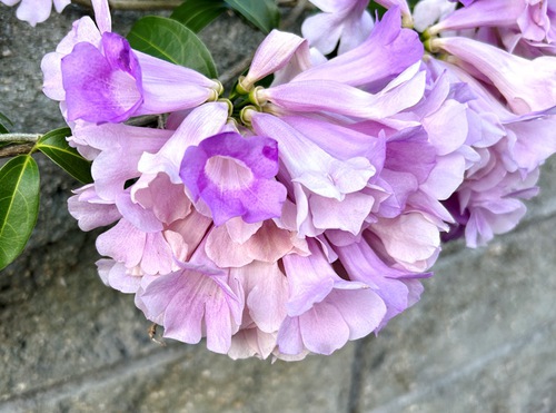 ７月の庭と近所の花たち（キキョウなど）