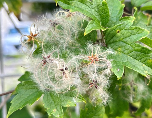 ６月の庭と近所の花たち（アガパンサスなど）