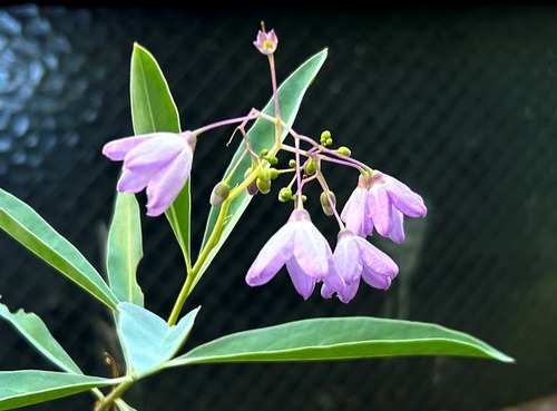 ７月の庭と近所の花たち（キキョウなど）