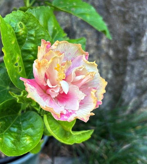 ７月の庭と近所の花たち（キキョウなど）