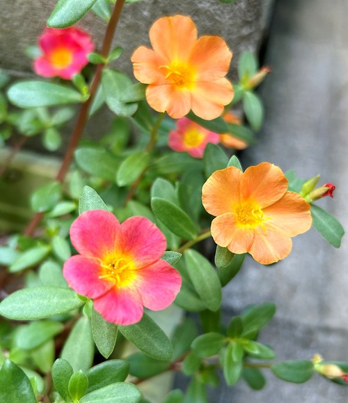 ７月の庭と近所の花たち（キキョウなど）