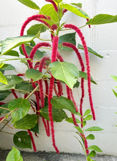 ７月の庭と近所の花たち（キキョウなど）