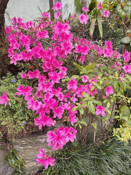 歯いさい!BLOG:3月の庭と近所の花たち（ツツジなど）