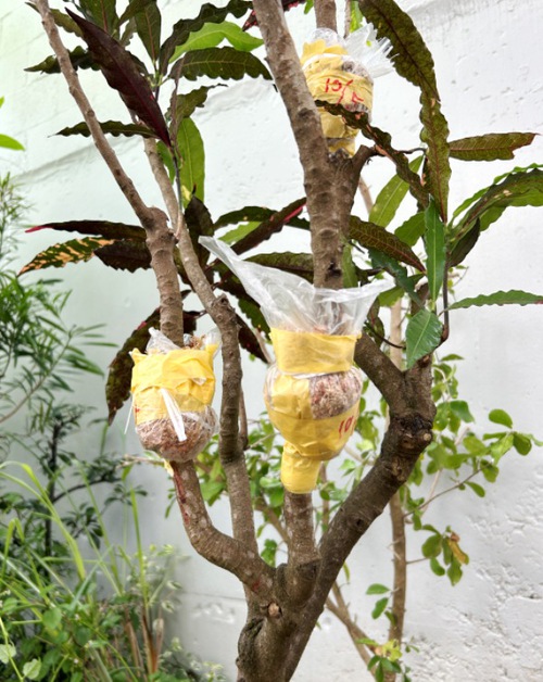 歯いさい!BLOG:クロトンを取木して花壇の植替えに