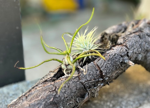 庭と近所の花たち（師走・年末の花たち）