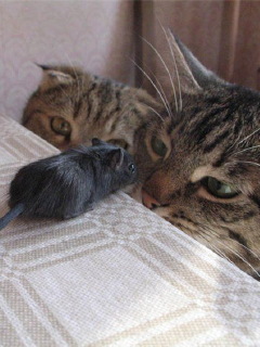 ﾈｺ!ねこ!!猫!!! 8