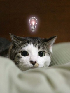 ﾈｺ!ねこ!!猫!!! 7