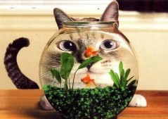 ﾈｺ!ねこ!!猫!!! 7