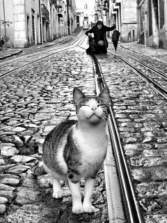 ﾈｺ!ねこ!!猫!!! 7