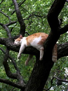 ﾈｺ!ねこ!!猫!!! 6