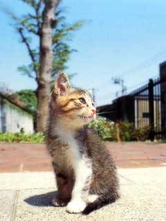 ﾈｺ!ねこ!!猫!!! 6