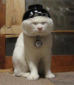 ﾈｺ!ねこ!!猫!!! 22