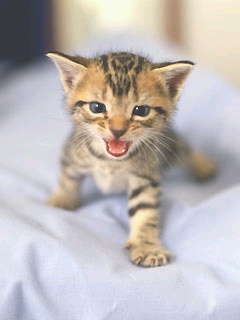 ﾈｺ!ねこ!!猫!!! 22
