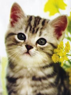 ﾈｺ!ねこ!!猫!!! 23