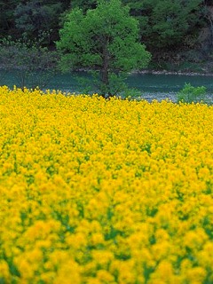 ｷﾚｲな写真ﾀﾞｧ━!!!