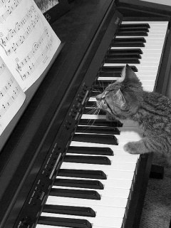 ﾈｺ!ねこ!!猫!!! 12