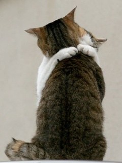 ﾈｺ!ねこ!!猫!!! 12