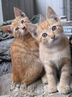 ﾈｺ!ねこ!!猫!!! 12