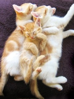 ﾈｺ!ねこ!!猫!!! 14