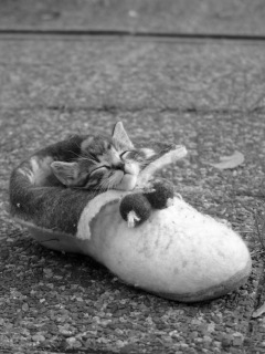 ﾈｺ!ねこ!!猫!!! 14