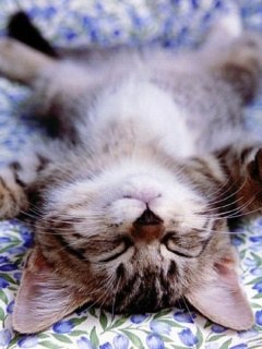 ﾈｺ!ねこ!!猫!!! 15