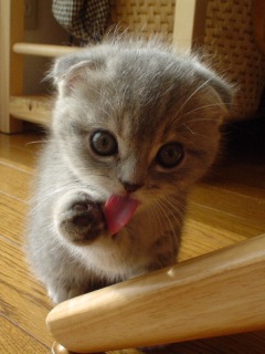 ﾈｺ!ねこ!!猫!!! 17