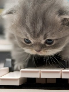 ﾈｺ!ねこ!!猫!!! 17