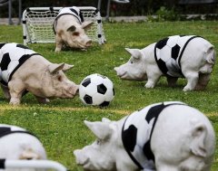 ｻｯｶｰ