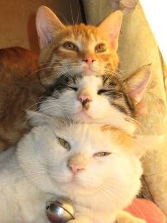 ﾈｺ!ねこ!!猫!!! 18