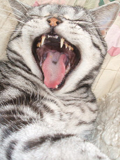 ﾈｺ!ねこ!!猫!!! 19
